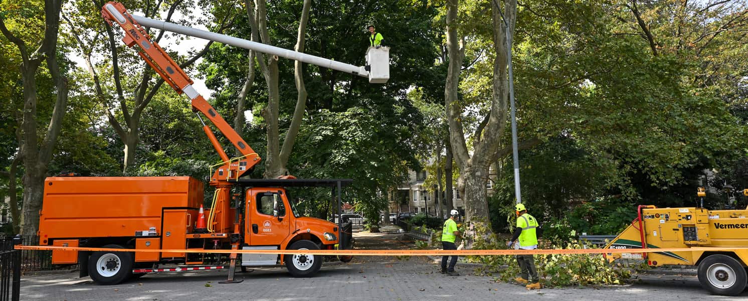 Tree crew at work