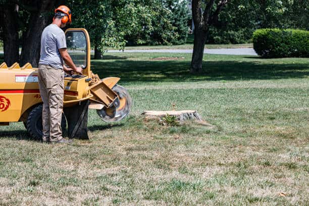 Completed tree removal project in Columbia