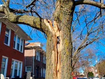 Tree removal completed project