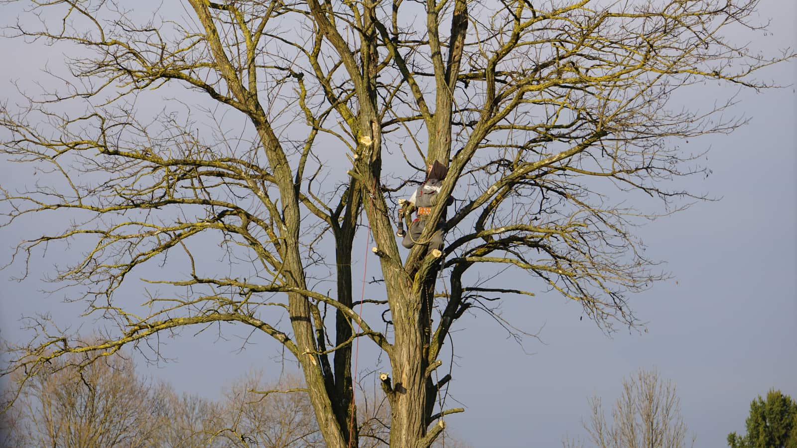 Tree Trimming and Pruning service