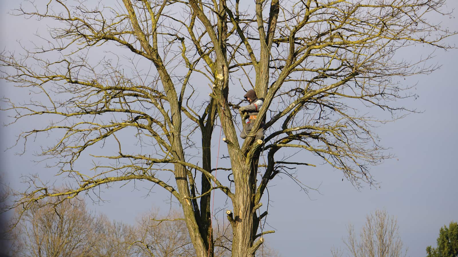 Professional tree service
